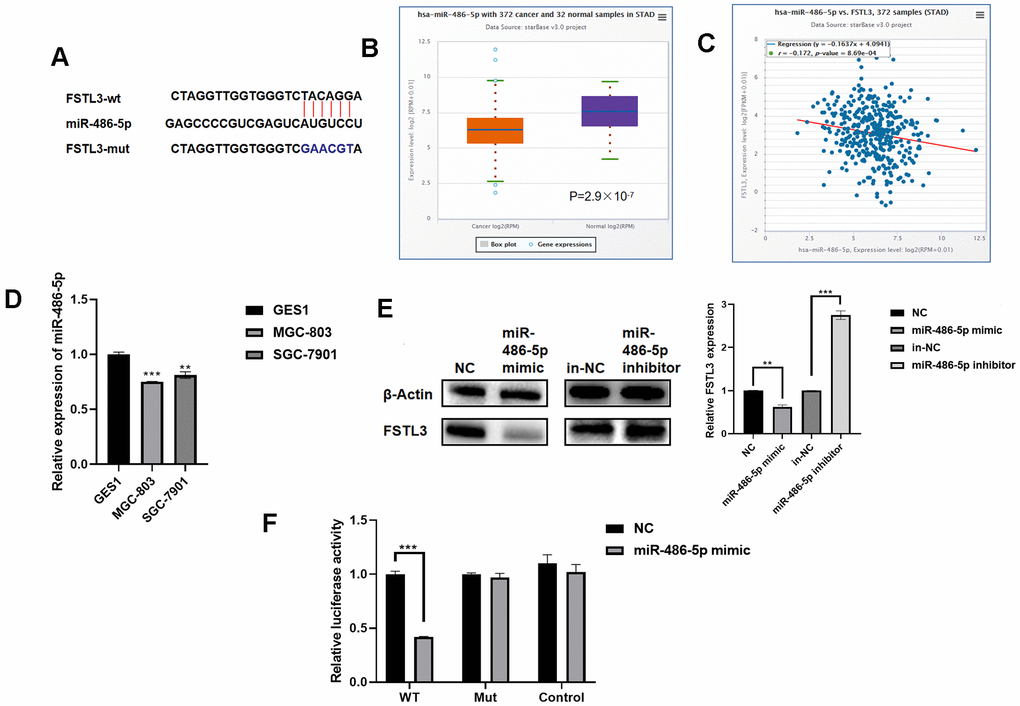 FSTL3 mRNA is regulated by miR-486-5p levels. (A) Schematic depiction of the predicted binding site for miR-486-5p in the FSTL3 mRNA. (B) Analysis of miR-486-5p levels in gastric cancer tumors vs. normal tissues in the STAD database in TCGA. (C) Correlative analysis of miR-486-5p and FSTL3 levels in gastric cancer tumors using the STAD database. (D) Profiling of miR-486-5p levels in normal and cancer gastric cancer cell lines using qRT-PCR. (E) Western blotting was used to analyze protein and RNA levels in gastric cancer MGC-803 cells subjected to transfection with miR-486-5p mimic or miR-486-5p inhibitor. (F) A dual luciferase assay was carried out using transfection of luciferase plasmid constructs alongside miR-486-5p mimic or miR-486-5p inhibitor. HEK 293T cells co-transfected with Luc-FSTL3-wt (WT) or Luc-FSTL3-mut (MUT) plasmids with synthetic miR-486-5p constructs. Error bars indicate +SEM; significance indicated by asterisks, *PPP