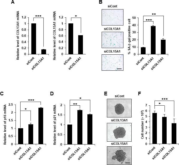 COL13A1 and COL15A1 knockdown induced senescence in hDPCs. (A) hDPCs (P5) were transfected with COL13A1 (siCOL13A1), COL15A1 (siCOL15A1), or control (siCont) siRNAs for 48 h, after which the amounts of COL13A1 (left) and COL15A1 (right) mRNA were determined by qRT-PCR. (B) Quantification and representative images of SA-β-gal-positive cells in control, COL13A1, and COL15A1 siRNA-treated hDPCs (P5). Scale bar, 200 μm. p16 (C) and p21 (D) mRNA expression by qRT-PCR after siRNA transfection for 48 h. (E) hDPCs (P4) were transfected with COL13A1- or COL15A1-specific siRNA for 24 h and then grown in 3D for another 24 h. Representative images for hDPC spheroids transfected with control, COL13A1, or COL15A1 siRNA. Scale bar, 200 μm. (F) Cell numbers after COL13A1 and COL15A1 siRNA transfection for 48 h. All quantitative data are shown as the mean ± SD of three independent experiments. *p p p t-test.