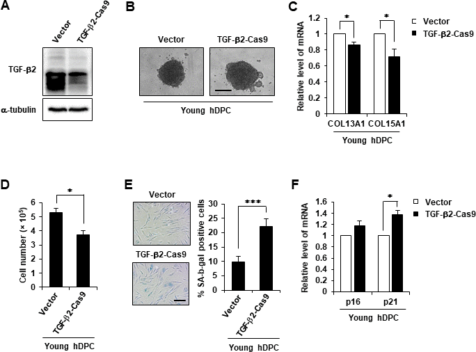 TGF-β2 KO induced cellular senescence. (A) Western blot analysis of TGF-β2 in TGF-β2 knockout hDPCs (P5). (B) Representative image of hDPC spheroids transfected with control or TGF-β2 CRISPR/Cas9 KO plasmid for 48 h. (C) COL13A1 and COL15A1 mRNA expression in 3D spheroids of CRISPR/Cas9 KO plasmid-transfected hDPC. (D) Cell numbers after control or TGF-β2 CRISPR/Cas9 KO plasmid transfection for 48 h. (E) Quantification and representative images of SA-β-gal-positive cells in control and TGF-β2 CRISPR/Cas9 KO plasmid-treated hDPCs. Scale bar, 200 μm. (F) p16 and p21 mRNA expression by qRT-PCR after CRISPR/Cas9 KO plasmid transfection for 48 h. All quantitative data are shown as the mean ± SD of three independent experiments. *p p t-test.