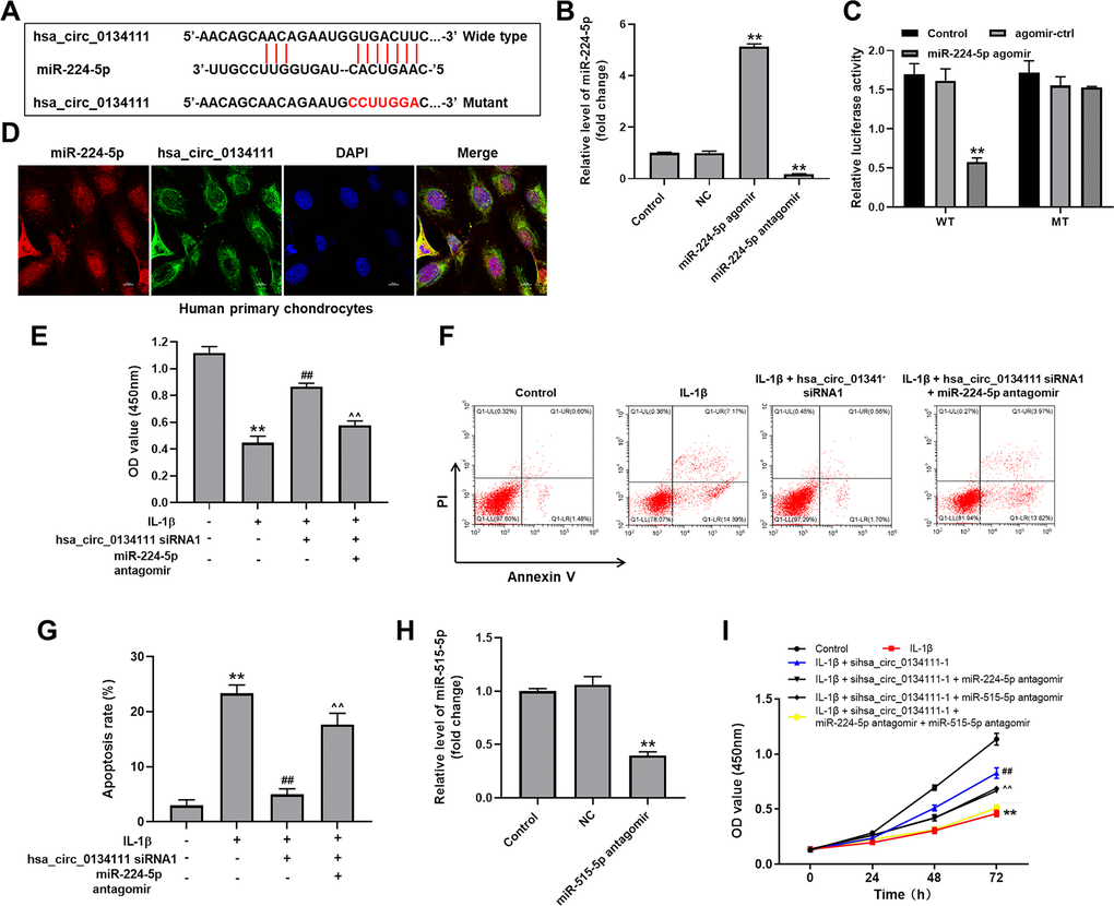 MiR-224-5p is targeted and negatively regulated by hsa