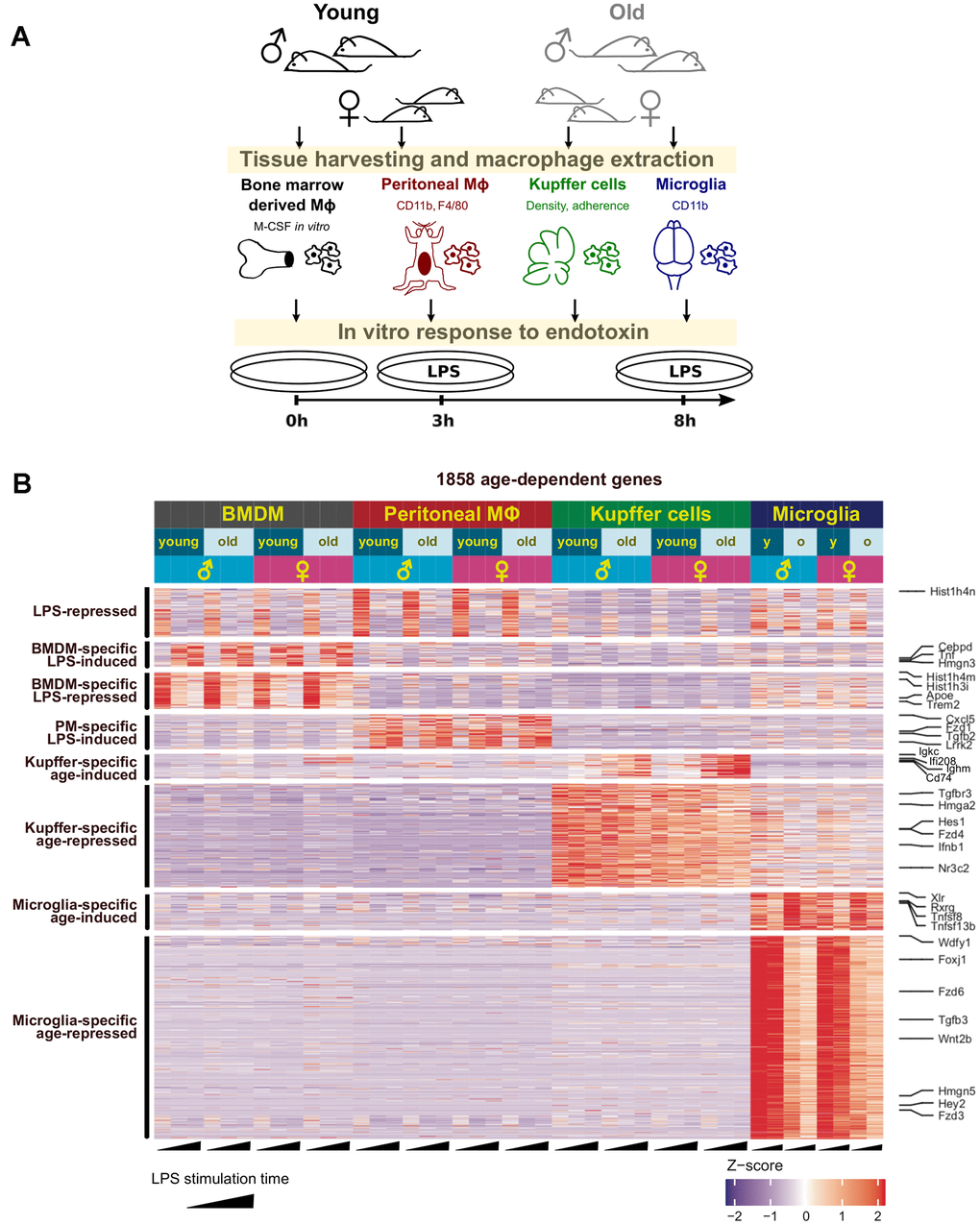 Age-related changes in the transcriptome of resident macrophages are tissue-specific. (A) The workflow with tissue-resident macrophages used to investigate physiological aging in the innate immune system. After processing and treatment, all macrophages were subjected to RNA-seq analysis and other assays as described for each experiment. (B) Clustering analysis reveals tissue-specific gene clusters dysregulated with physiological aging. An ad hoc selection of genes representing each cluster are shown on the right.