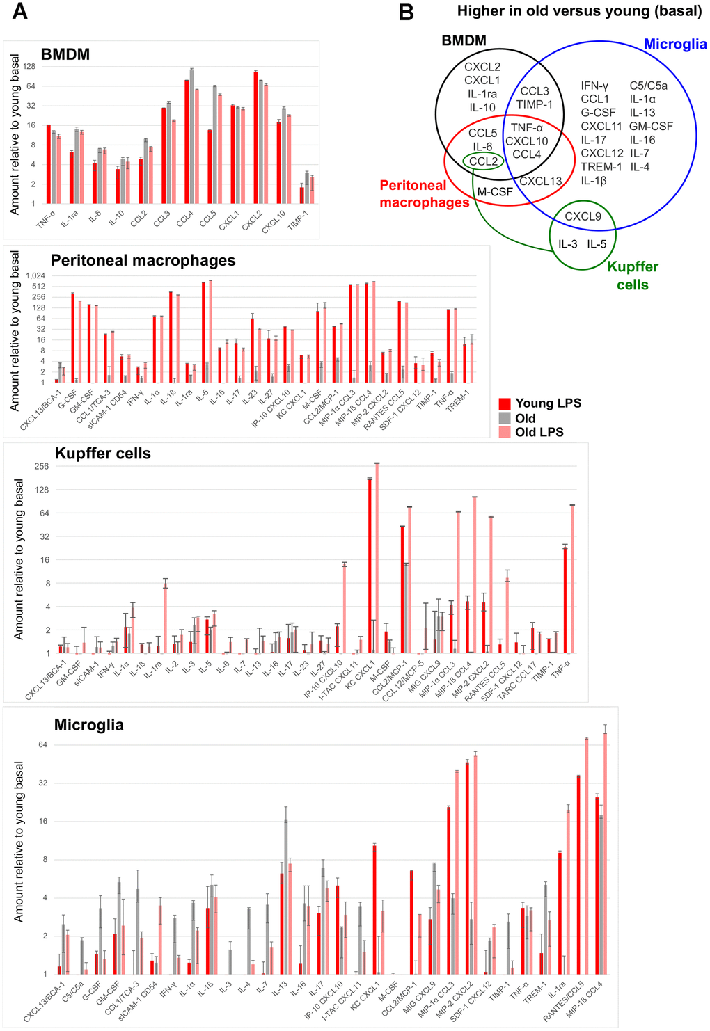 Age-associated changes in cytokine secretion. For each tissue-resident macrophage population in the indicated age group, supernatants were collected from cells untreated or treated with 10 ng/ml LPS for 8 hours, and were subject to a multiplex cytokine detection assay (see Methods). (A) In each plot for the indicated macrophage population, only the cytokines that were detectable in at least one condition are included. (B) A Venn diagram shows the overlap between the cytokines whose secretion was basally elevated with age in each macrophage population.