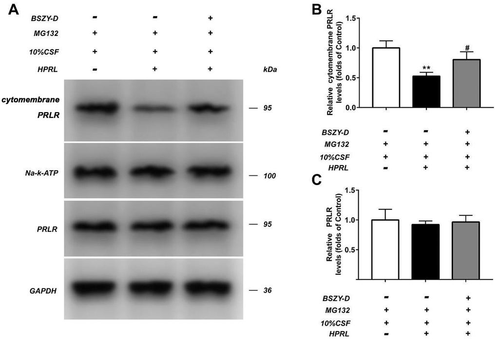 The level of PRLR in GT1-7 from different groups was detected by western blot assay, and representative bands were shown in (A). The levels of PRLR (B, C) were normalized to control. The results were presented as mean ± SD (n = 3). **p 