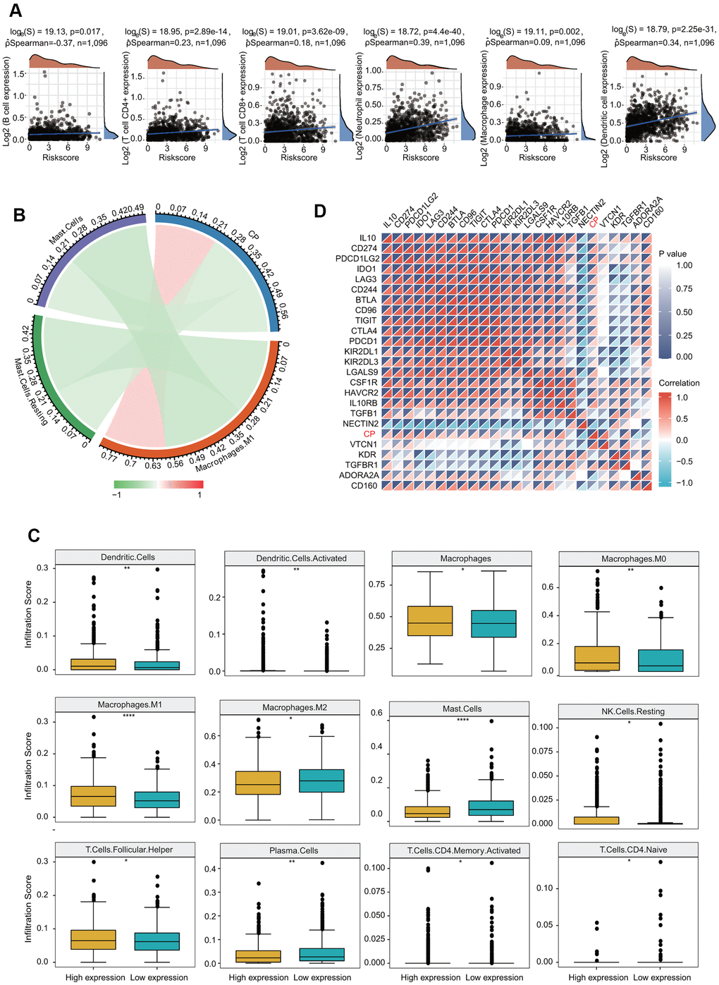 Significant correlation of ceruloplasmin with the immune filtration level in BRCA. (A) Correlation between the expression of ceruloplasmin and the level of immune infiltration through the TIMER database. (B) Analysis of the relationship between ceruloplasmin and immune infiltration level in the TCGA-BRCA dataset using CIBERSORT. (C) Twelve types of tumor-infiltrating immune cells are plotted based on ceruloplasmin expression using CIBERSORT. (D) Correlations between ceruloplasmin expression and immune checkpoint genes in BRCA using the R software package ggstatsplot.