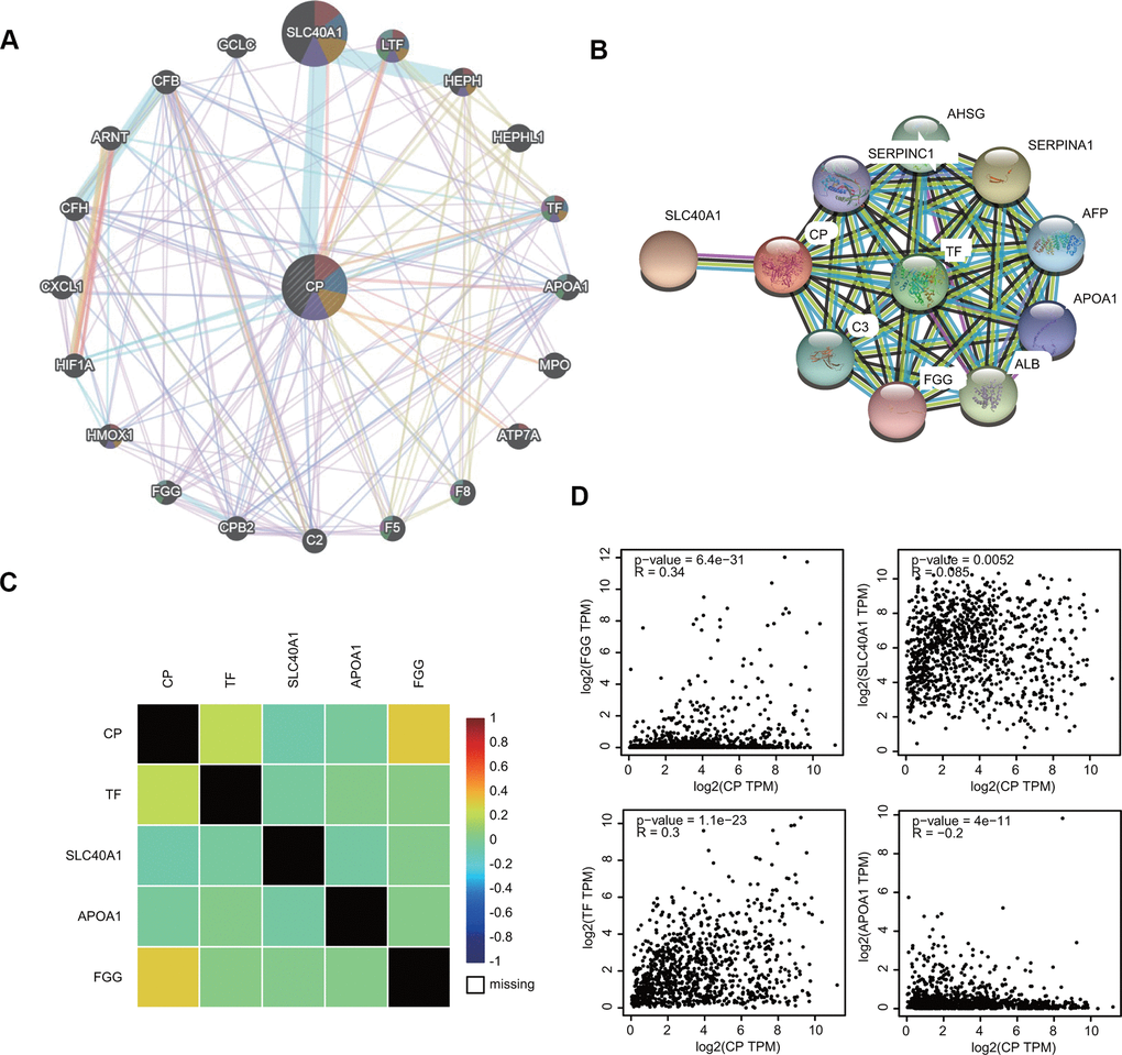 Interaction between ceruloplasmin and related genes and proteins. (A, B) The gene-gene interactive network and PPI of ceruloplasmin were generated using the GeneMANIA and STRING databases, respectively. (C) The correlations between ceruloplasmin expression and TF, SLC40A1, APOA1 and FGG expression were obtained from the bc-GenExMiner v4.5 database. (D) The correlations between ceruloplasmin expression and TF, SLC40A1, APOA1 and FGG expression were obtained from the GEPIA2 database.