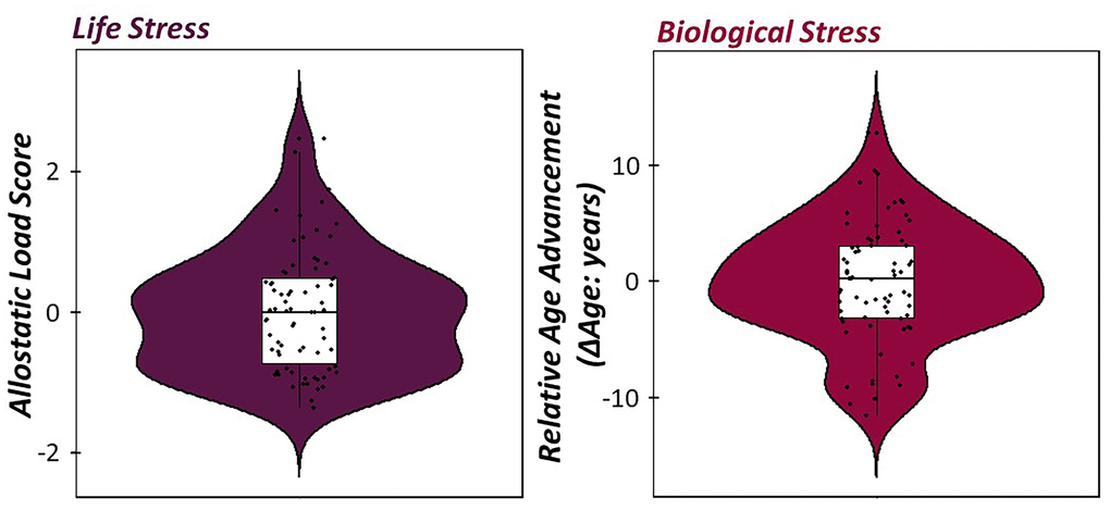 Life and biological stress in healthy aging adults. (Left) Violin/box plots of allostatic load score (Mean ± SD: 2.7 E -5 ± 0.85) extracted from the exploratory factor analysis of depression symptom severity, BMI, perceived declines in ADL, and total years of education with positive values indicative of elevated levels of life stress in our sample. (Right) Violin/box plots of relative age advancement (Mean ± SD: -0.18 ± 5.08), which was computed using the residuals from a regression of the consensus DNA methylation model of predicted biological age on chronological age in our sample.
