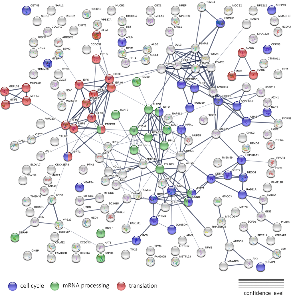 The interaction network of protein products encoded by top 200 genes downregulated after Abisil treatment, according to RNA-Seq data (5 μg/ml; MRC5-SV40 cell line). The width of the connecting lines indicates the confidence level of protein interaction (best – mentions in curated databases, experimental data for human; worst – found interacting putative homologs in other organisms).
