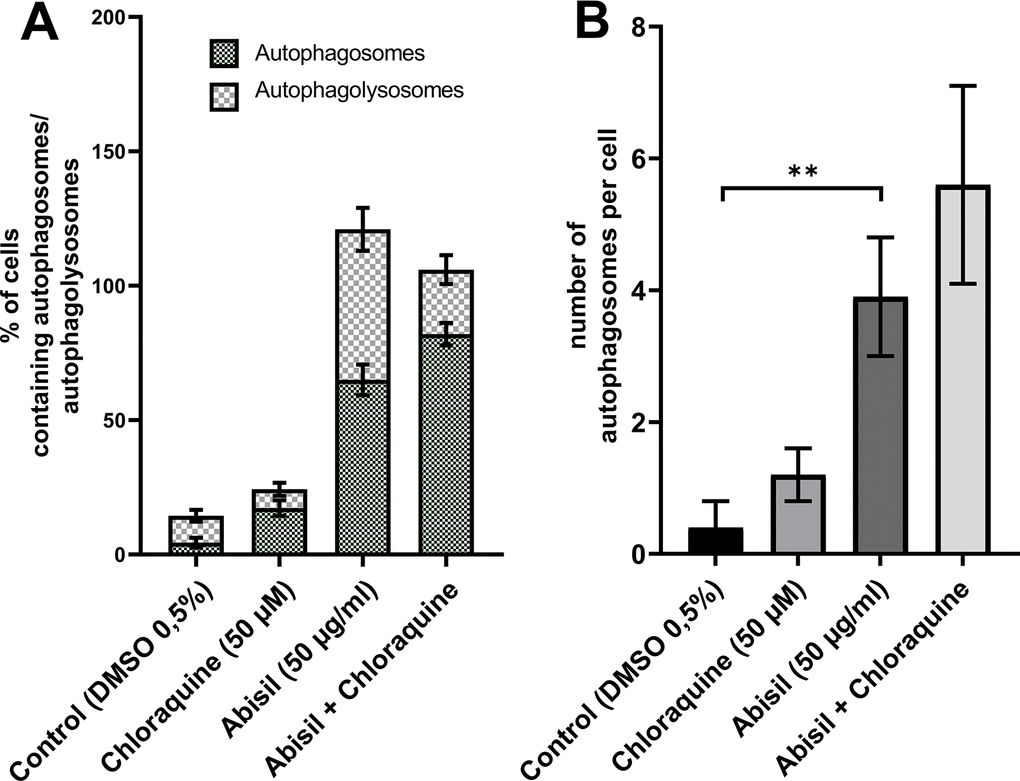 Assessment of autophagy in MRC5-SV40 carrying GFP-LC3-mCherry reporter when treated with Abisil (50 μg/ml) in presence or absence of chloroquine (50 μM) after 24 hours. (A) percentage of cells containing autophagosomes, (B) number of autophagosomes per cell. **p t-test).