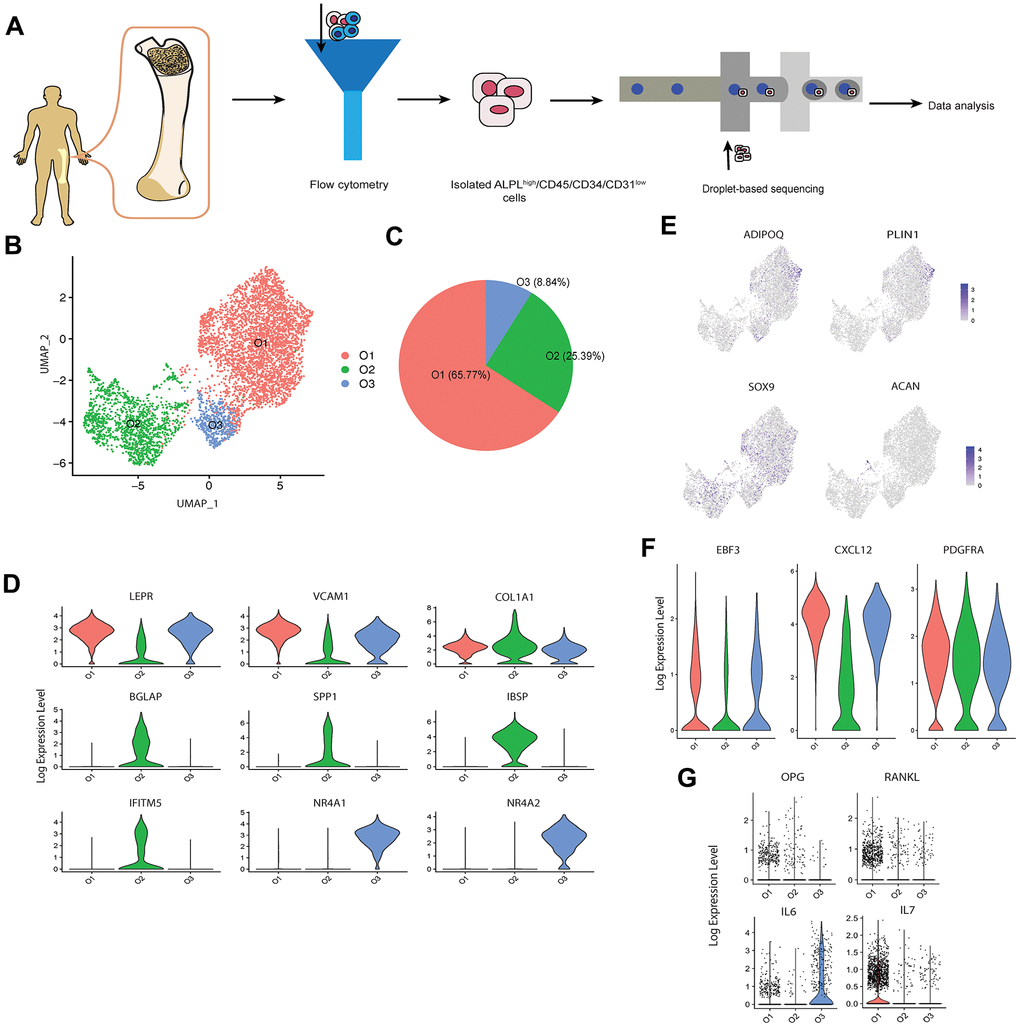 scRNA-seq analysis of human osteoblasts. (A) Study overview. (B) Three osteoblast clusters. UMAP visualization of 5,329 osteoblasts, colored by clustering. (C) Proportion of three osteoblast clusters. Colored by clustering. (D) Cluster signature genes. Violin plots showing the log-transformed normalized expression levels of the two most significant marker genes in clusters O1, O2, and O3, respectively. (E) Log-normalized expression of adipocyte and chondrocyte biomarkers in osteoblast clusters. (F) Log-normalized expression of LEPR+ mesenchymal cell related markers in osteoblast clusters. (G) Log-normalized expression of OPG, RANKL, IL6, and IL7 in three clusters.