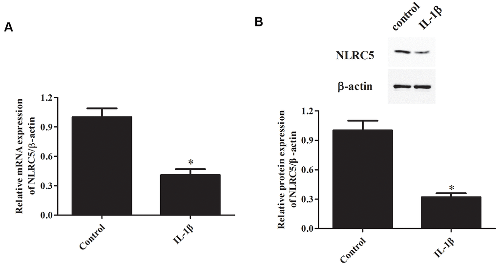 NLRC5 expression was down-regulated by IL-1β induction in chondrocytes. Chondrocytes were stimulated by IL-1β (10 ng/ml) for 24 h to induce inflammation. The mRNA and protein levels of NLRC5 were measured using RT-PCR (A) and western blot analysis (B). *p 