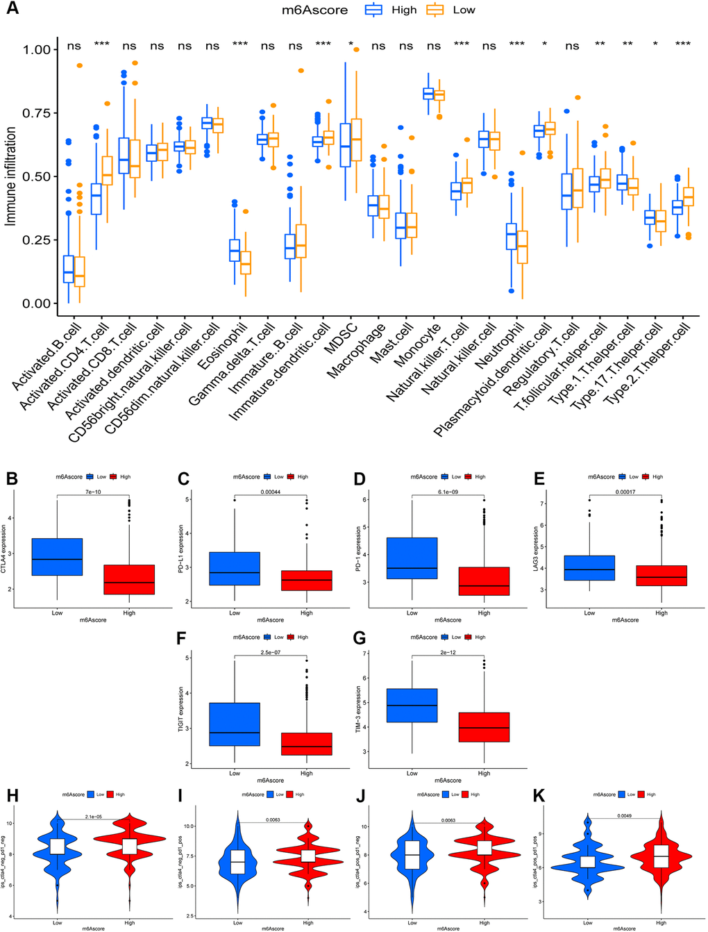 The role of m6A-scoring signature in immunotherapy. (A) Differences in immune cell infiltration of m6A-scoring signature (*, P B–G) Expression of immune checkpoints among low and high m6A score groups. Immune checkpoints including CTLA4 (B), PD-L1 (C), PD-1 (D), LAG3 (E), TIGIT (F), TIM-3 (G). (H–K) The relative distribution of immunophenoscore (IPS) was also compared between low and high m6A score groups.