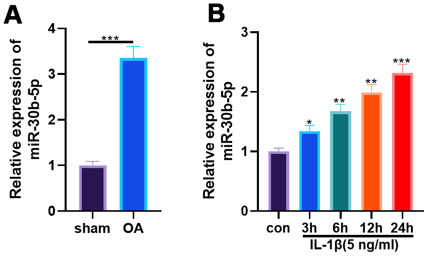 miR-30b-5p expression was heightened in OA rat articular cartilage tissues and IL-1β-treated chondrocytes. DMM was induced to construct an SD rat model. (A) The miR-30b-5p profile in OA tissues was verified by RT-qPCR, N=5. IL-1β (5 ng/mL) was adopted to treat HC-A human chondrocytes. (B) RT-qPCR examined the miR-30b-5p profile in HC-A cells. *PPP