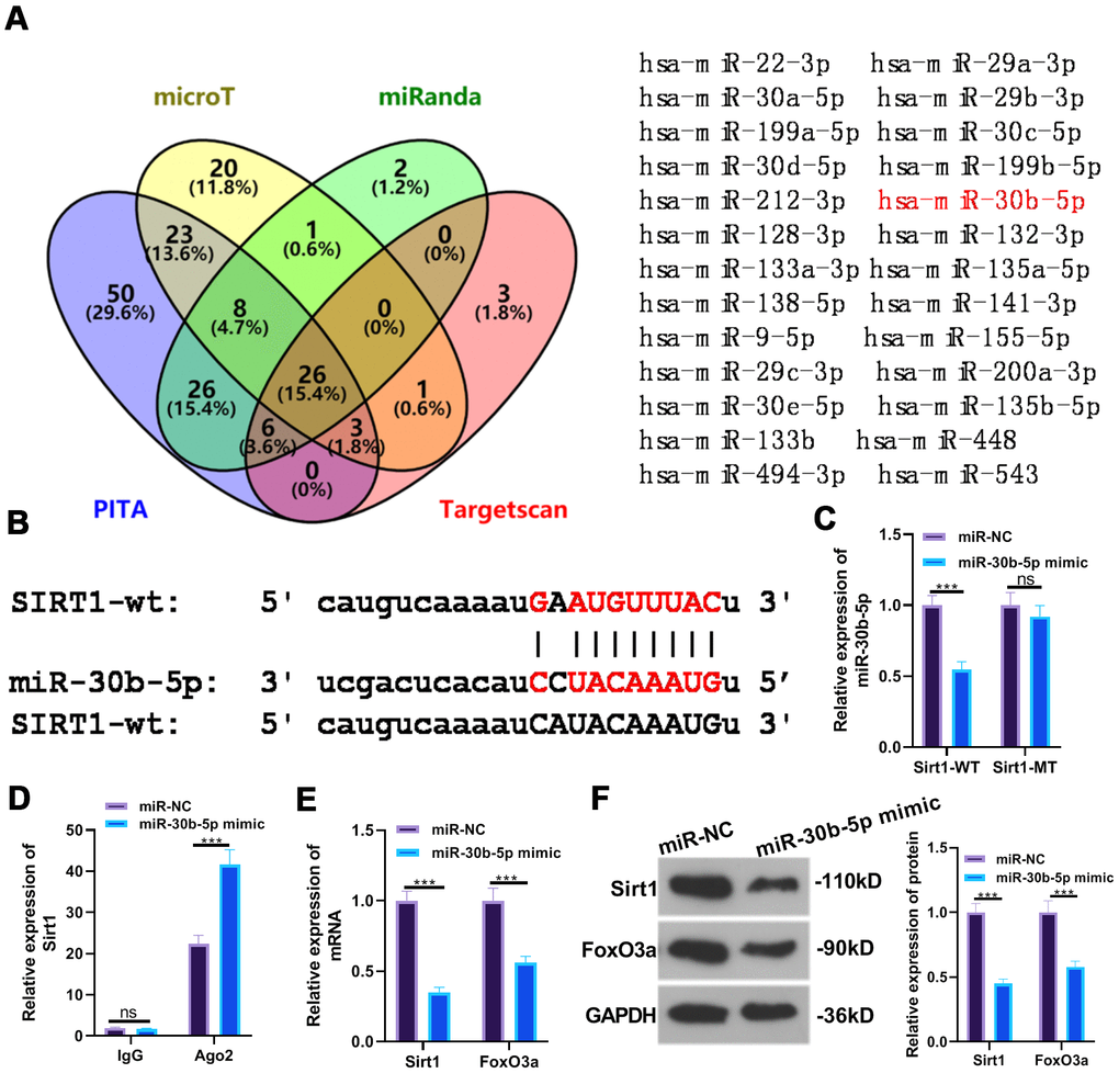 SIRT1 targeted miR-30b-5p. (A, B) The target association between miR-30b-5p and SIRT1 was predicted in the ENCORI database. (C, D) The targeted affinity between miR-30b-5p and SIRT1 was validated by the dual-luciferase reporter assay and RIP experiment, respectively. (E, F) The profiles of SIRT1 and FoxO3a were further evaluated by RT-qPCR and WB. nsP>0.05, ***P