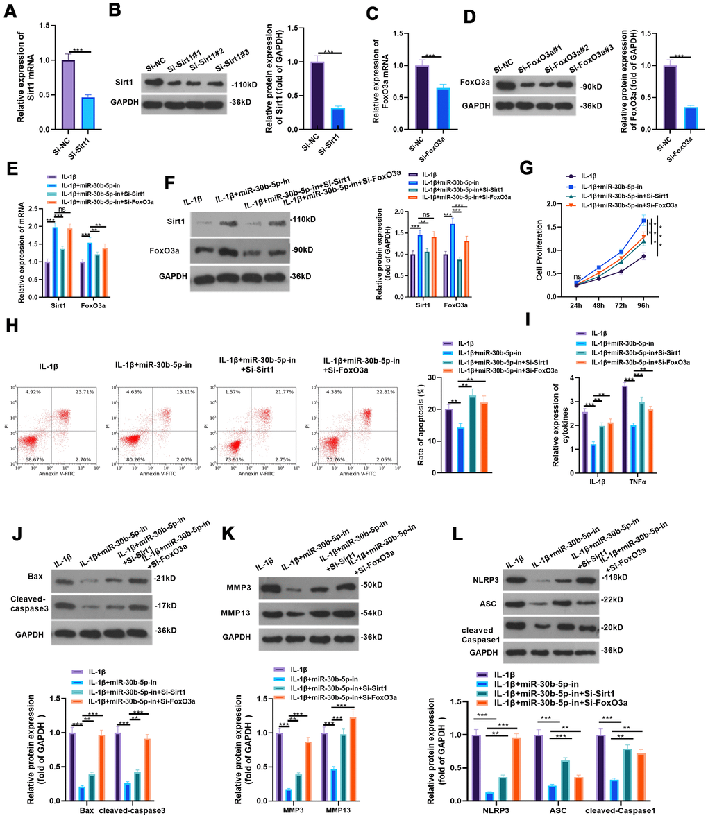 Inhibiting SIRT1/FoxO3a curbed the protection of miR-30b-5p knockdown on IL-1β-mediated HC-A cells. (A–D) si-SIRT1 and si-FoxO3a were transfected into IL-1β-treated HC-A cells and their transfection effects were verified by RT-qPCR and WB. (E, F) The SIRT1/FoxO3a expression in IL-1β-treated HC-A cells was checked by RT-qPCR and WB, respectively. (G, H) The CCK8 method and flow cytometry were utilized to gauge cell viability and apoptosis. (I) The levels of IL-1β and TNFα were monitored by RT-qPCR. (J–L) The expression of Bax, cleaved Caspase3, MMP3, MMP13 and NLRP3-ASC-cleaved Caspase1 was examined by WB. nsP>0.05, **P