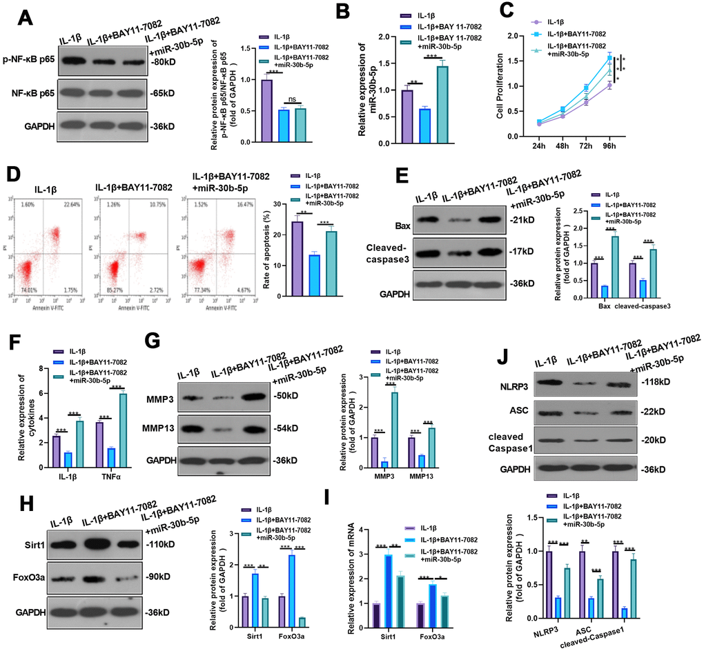 Inhibition of NF-κB reduced miR-30b-5p levels and IL-1β-mediated HC-A cell injury. BAY 11-7082 was added to IL-1β-mediated HC-A cells and miR-30b-5p mimics were given. (A, B) NF-κB and miR-30b-5p expression was monitored by WB and RT-qPCR, respectively. (C, D) Cell proliferation and apoptosis were determined by CCK8 and flow cytometry, respectively. (E) Expression of Bax and Cleaved-Caspase3 was determined by WB. (F, G) RT-qPCR and WB were conducted to compare the levels of IL-1β, TNF-α, MMP3 and MMP13. (H, I) The expression of SIRT1 and FoxO3a was assessed by RT-qPCR. (J) WB detected the expression of NLRP3-ASC-cleaved Caspase1 inflammasomes. **PP