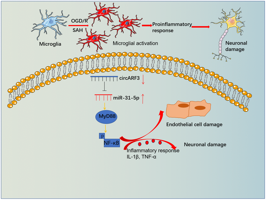 The mechanistic diagram. Microglia become activated and released overproduced inflammatory mediators, which then induced BBB damage and neuronal apoptosis. Forced overexpression of circARF3 attenuates BBB destruction, neuronal apoptosis in SAH rats by regulating the miR-31-5p-activated MyD88-NF-κB pathway in microglia.