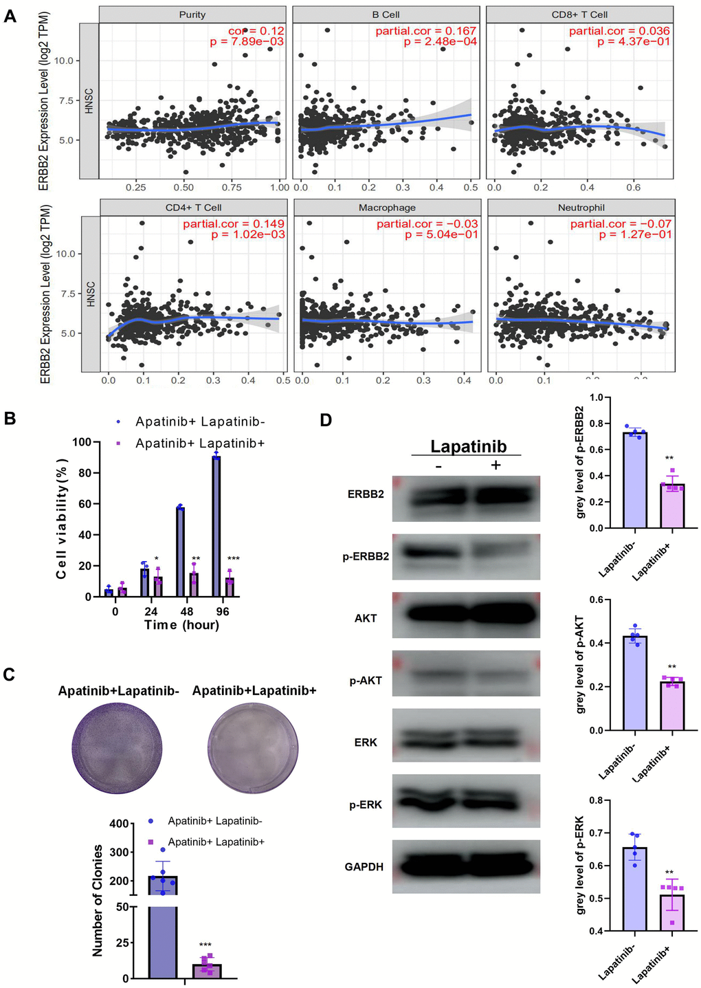 The combination of lapatinib and apatinib re-sensitizes AR cells to apatinib (A) The negative correlation between ERBB2 and TILs was confirmed using TIMER 2.0. (B) Cell viability after apatinib (20 μM) treatment, with or without lapatinib (20 μM), for different times, as assessed using an MTT assay. The combination of lapatinib and apatinib re-sensitized AR cells to apatinib. (C) Colony formation was inhibited in the combination group compared with that in the groups treated with each drug alone. (D) Western blotting illustrating the abundance of related signaling pathway proteins after apatinib (20 μM) treatment, with or without lapatinib(20 μM). Lapatinib treatment suppressed the levels of ERRB2, AKT and ERK phosphorylation. *P 