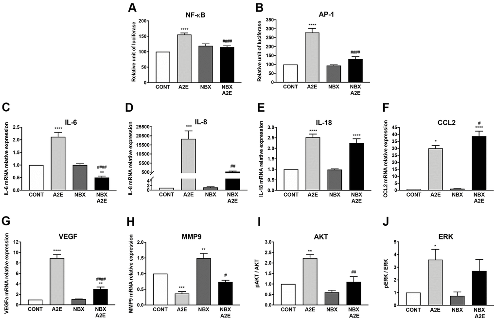 Norbixin inhibits the transactivation of NF-κB and AP-1 and regulates the expression of inflammatory and angiogenic factors stimulated by A2E in RPE cells in vitro. Effect of A2E (20 μM), NBX (20 μM) and NBX (20 μM) + A2E (20 μM) on NF-κB (A) and AP-1 (B) transactivation. Effect of A2E (30 μM), NBX (20 μM) and NBX (20 μM) + A2E (30 μM) on IL-6 (C), IL-8 (D), IL-18 (E), CCL2 (F), VEGF (G) and MMP9 (H) mRNA expression, and on AKT (I) and ERK (J) protein phosphorylation. Bars represent mean ± s.e.m. with n = 3–9. *or #p **or ##p ***p ****or ####p 