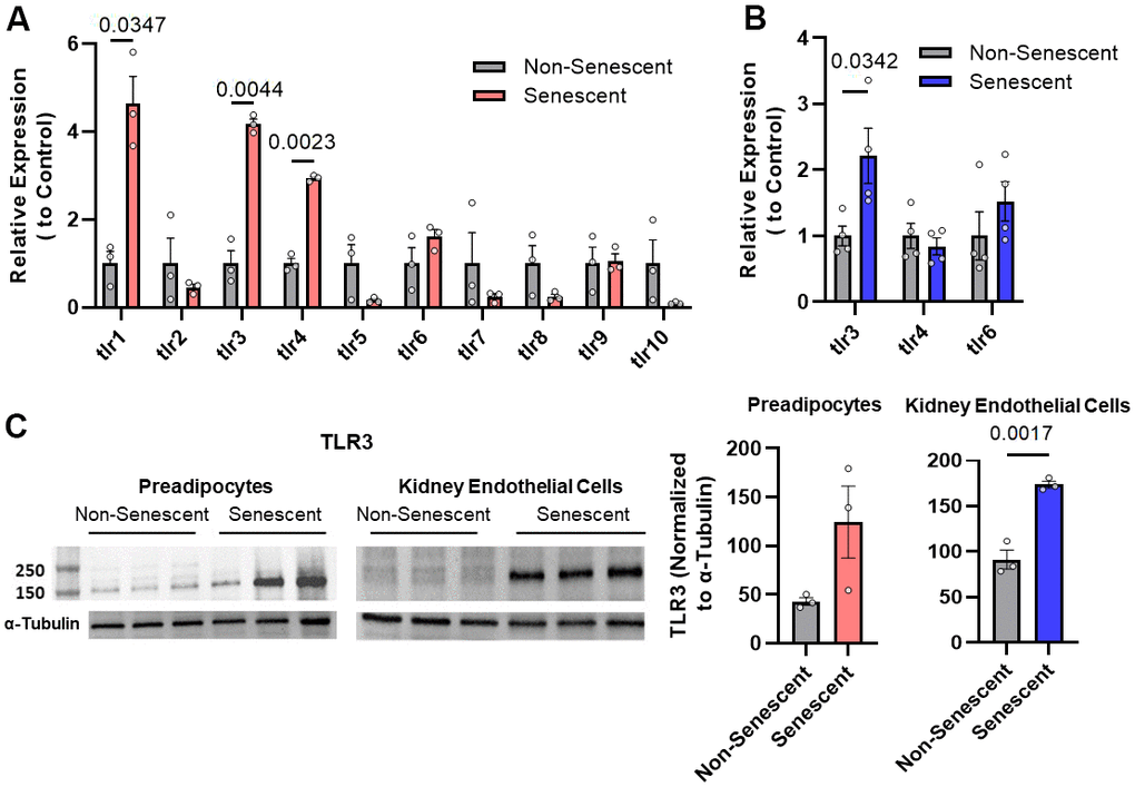 Toll-like receptor-3 (TLR-3) is increased in senescent vs. non-senescent human kidney endothelial cells and preadipocytes. (A) TLR expression (rtPCR) in radiation-induced senescent vs. non-senescent human preadipocytes (n=3). (B) TLR (rtPCR) in radiation-induced senescent human kidney endothelial cells (n=4) vs. non-senescent cells. Data are expressed as a function of non-senescent cells; mean +/- SEM, paired (A), unpaired (B), 2-tailed Student’s t-tests. (C) TLR-3 protein (Western blots) in non-senescent and senescent preadipocytes (n=3) and kidney endothelial cells (n=3) with tubulin as loading control (optical density of TLR-3 as a function of α-tubulin [%]). Data are expressed as a function of non-senescent cells; mean +/- SEM, paired (preadipocytes), unpaired (kidney endothelial cells), 2-tailed Student’s t-tests.