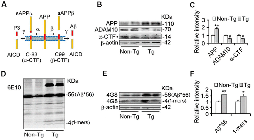 Decrease of ADAM10 is simultaneous with the increase of Aβ productions in the cortex of 10-month old Tg2576 mice. (A) The scheme of the proteolytic processing of APP. Aβ, amyloid-β peptide with 40 (Aβ1-40), or 42 amino acid residues (Aβ1-42); APP, amyloid precursor protein; AICD, APP intracellular domain; APPα, soluble APP after α-secretase cleavage (α-fragment); APPβ, soluble APP after β-secretase cleavage; C99, C-terminal fragment of APP of 99 amino acids after β-secretase cleavage (β-CTF); C83, C-terminal fragment of APP of 83 amino acids after α-secretase cleavage (α-CTF); P3, N-terminal fragment of C83 after α-secretase cleavage. (B–F) The cortex extracts were prepared from 10 months old Tg2576 mice (Tg) and the age-matched littermates (Non-Tg), then the levels of ADAM10, α-CTF, and Aβ productions were measured by western blot (B, D, E) and quantitative analysis (C, F) (n=5 for each group). The data were expressed as means ± S.D. *P P 