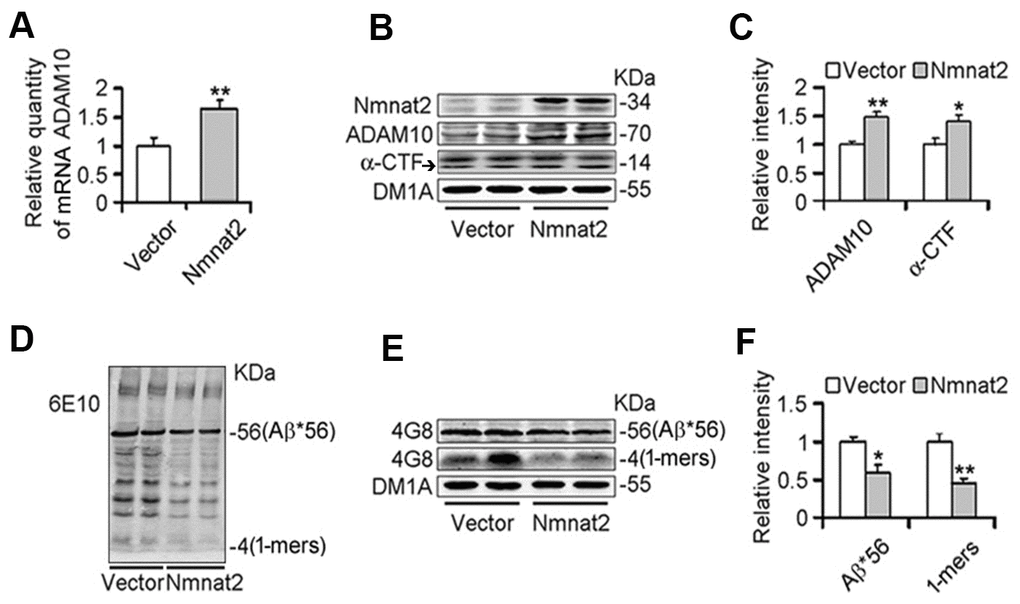 Over-expression of Nmnat2 suppresses Aβ productions and up-regulates ADAM10 in N2a/APPswe cells. N2a/APPswe cells were transfected with Flag-Nmnat2 (Nmnat2) or the empty vector for forty eight hours, and then mRNA level of ADAM10 and protein levels of ADAM10, α-CTF, and Aβ were detected by real-time PCR (A), western blot (B, D, E), and quantitative analysis (C, F). The data were representative of at least three independent experiments and expressed as means ± S.D.. *P P 