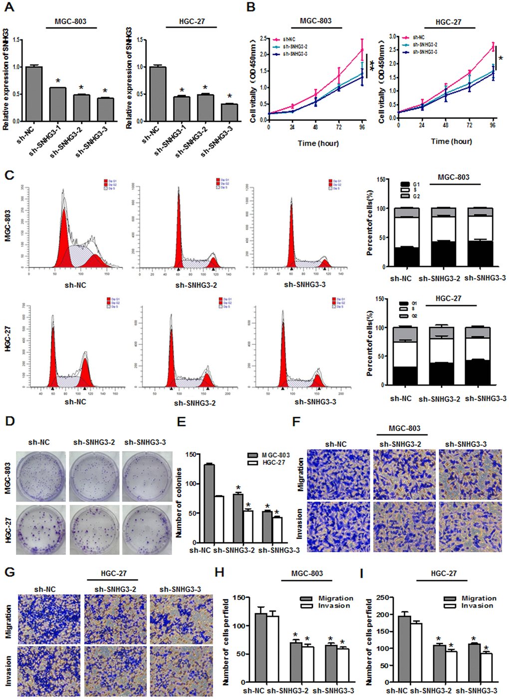 SNHG3 knockdown suppresses gastric cancer cell growth and metastasis. (A) SNHG3 expression was assessed in MGC-803 and HGC-27 cells following sh-SNHG3 transfection. *PB) Transfected cell proliferation was assessed via CCK-8 assay. *PPC) Cell cycle progression was assessed via flow cytometry following SNHG3 silencing in MGC-803 and HGC-27 cells. (D, E) MGC-803 and HGC-27 cell colony formation activity was assessed following SNHG3 silencing. *PF–I) Transwell migration and invasion assays were used to assess MGC-803 and HGC-27 cells following SNHG3 silencing. *P