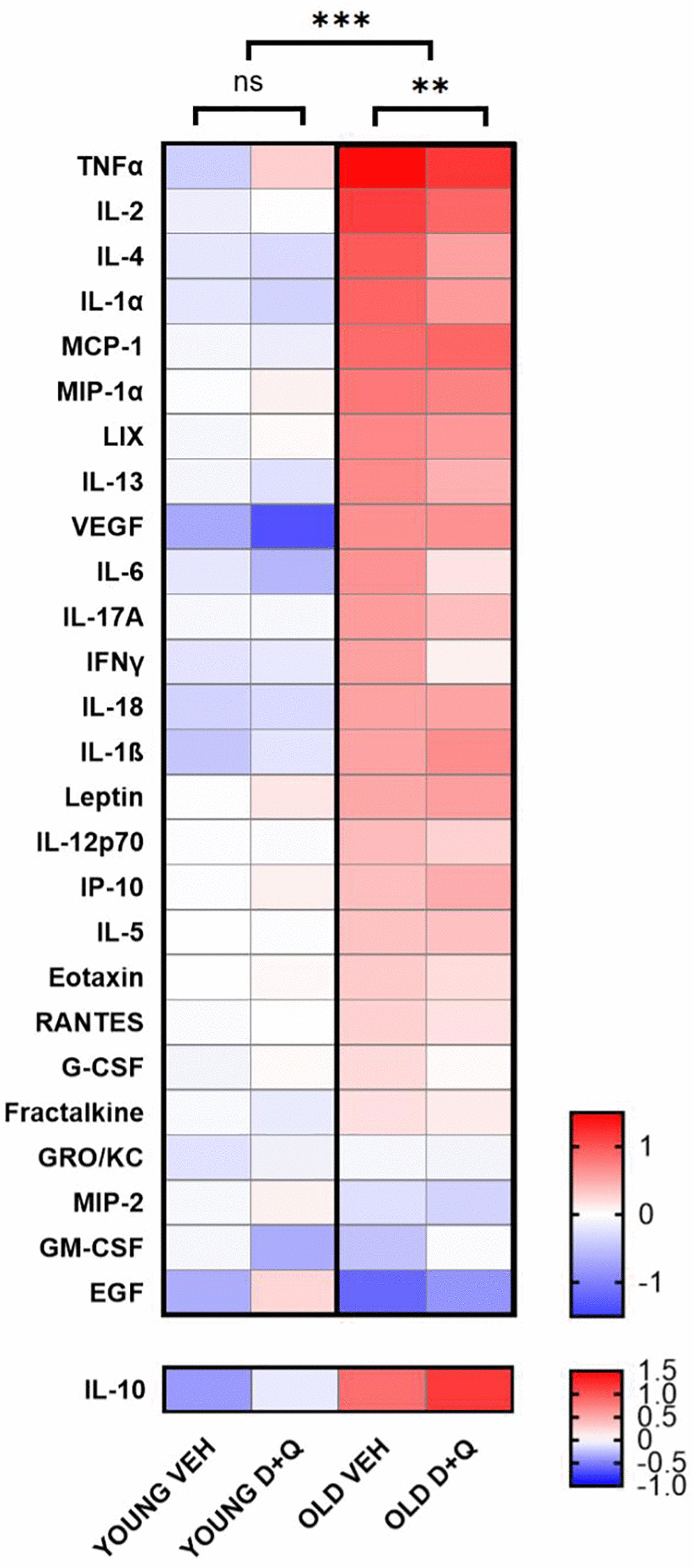 D+Q treatment reduces peripheral inflammation in aged rats. The heat map depicts cytokines and growth factor levels in blood serum collected after the final behavioral test from young and aged (6-month-old and 25-month-old respectively at the time of collection) rats treated with D+Q or vehicle (VEH). The results were normalized to the average of the young vehicle group. IL-10 as anti-inflammatory cytokine has been presented separately. The data were analyzed using two-way ANOVA; n = 7–8, *p **p ***p 