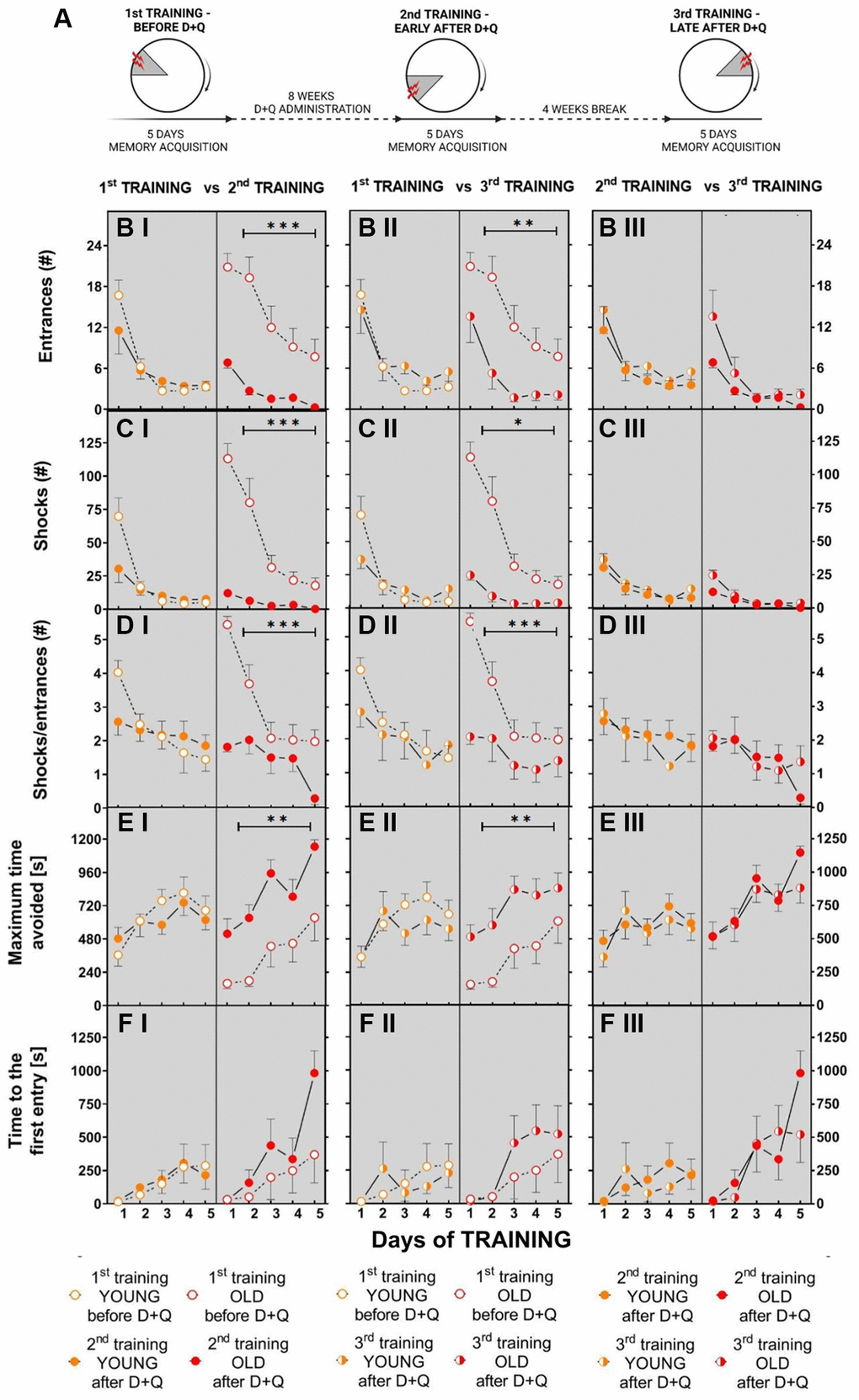 Treatment with D+Q significantly improves cognitive abilities in aged rats in spatial memory task in the AAPAT on spatial memory for at least 5 weeks after treatment termination. (A) Schematic diagram of the experimental design in which rats are subjected to the training 3 times, each time with a new position of the to-be-avoided place. The number of entries into the shock place (# of entries, B I–III), the number of shocks (# shocks, C I–III) and number of shocks per one entry (Shocks/entrance, D I–III) together with maximum time avoided (E I–III) and time to the first entry (F I–III) during place avoidance training reflect changes in the learning abilities and memory in aged rats not only early after D+Q treatment (2nd TRAINING) but also after additional 4 weeks (3rd TRAINING). Performance of place avoidance by young (3-month old; YOUNG; orange color) and aged (18-month old; OLD; red color) rats in the AAPAT before and after 8 weeks of treatment with D+Q by oral gavage. Figures labeled with “I” depict comparison between 1st TRAINING and 2nd TRAINING, “II” between 1st TRAINING and 3rd TRAINING, whereas “III” depict comparison between 2nd TRAINING and 3rd TRAINING. The results are expressed as mean ± SEM, N = 7, *p **p ***p 