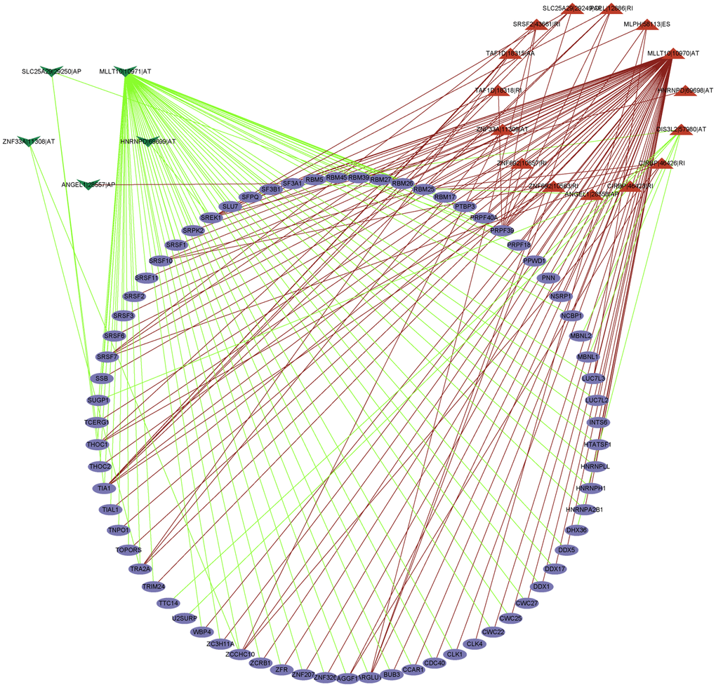 The regulatory network between SFs and survival related AS events. The positive/negative correlations between SFs and AS events by red/green line.