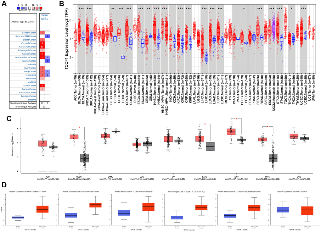 TCOF1 expression levels in cancers. (A) Differential-expression data for TCOF1 in various types of cancer, compared with corresponding normal tissues, in Oncomine. (B) TCOF1 expression levels in different tumor types from TCGA were analyzed using TIMER2. (C) Comparisons of TCOF1 expression levels between tumor tissues from TCGA and normal tissues from GTEx. (D) TCOF1 protein (treacle) expression levels in BC, CC, OC, CCRCC, LUAD, and UCEC. *P **P ***P 