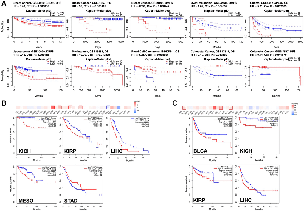 Survival analysis based on expression level of TCOF1. (A) Survival curves with significance in eight cohorts from the GEO dataset (GSE4922-GPL96, GSE9195, GSE22138, GSE4412-GPL96, GSE30929, GSE16581, E-DKFZ-1, and 17537). (B, C) Survival heatmap and Kaplan–Meier curves with positive results from (B) OS and (C) DFS analyses of different tumors in TCGA based on TCOF1 expression.