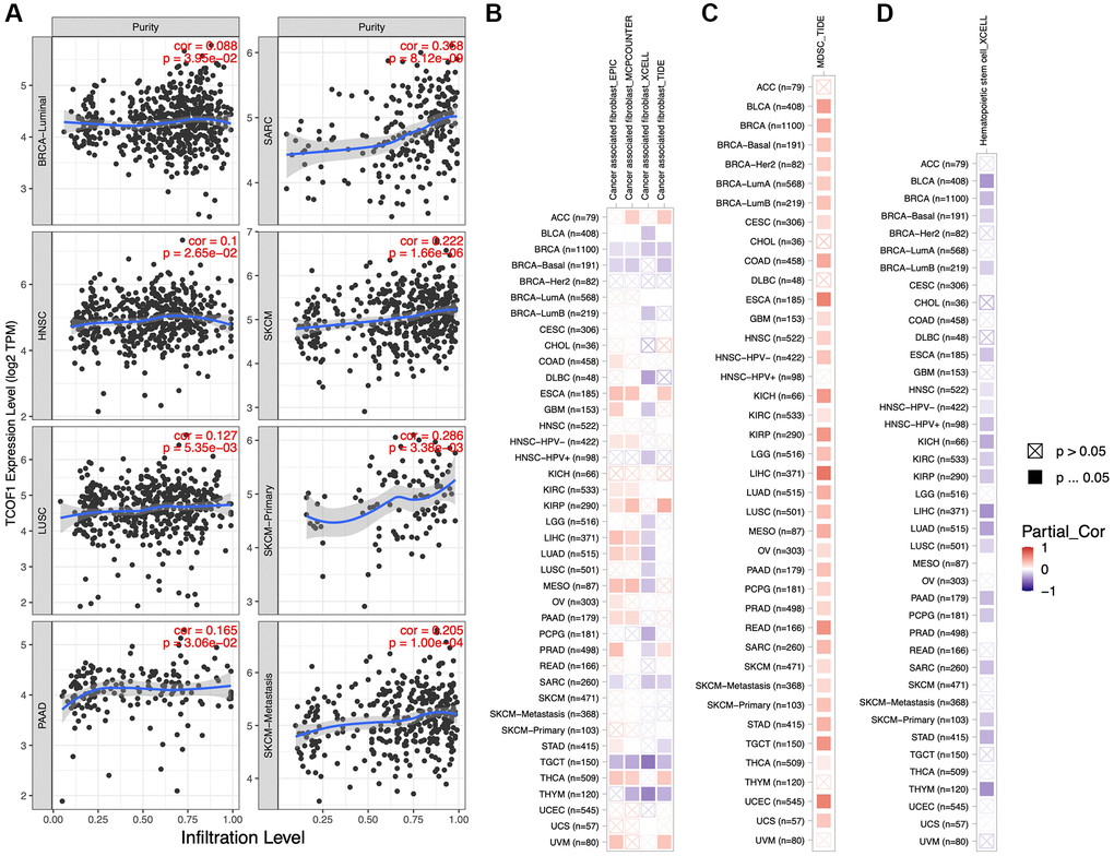 Associations of TCOF1 expression with tumor purity and immune infiltration. (A) TCOF1 expression was positively correlated with tumor purity in BRCA-Luminal, HNSC, LUSC, pancreatic adenocarcinoma (PAAD), SARC, and SKCM based on TCGA data. (B–D) Correlation between TCOF1 expression level and infiltration levels of (B) CAFs, (C) MDSCs, and (D) HSCs across all types of cancer in TCGA.