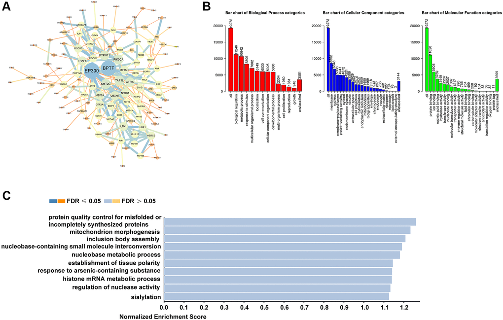 The biological functions of TEAD family in HCC samples. (A) The PPI network based on TEAD family-associated coexpression genes drew by STRING and Cytoscape. (B–C) GO and KEGG analyzed by WebGestalt.