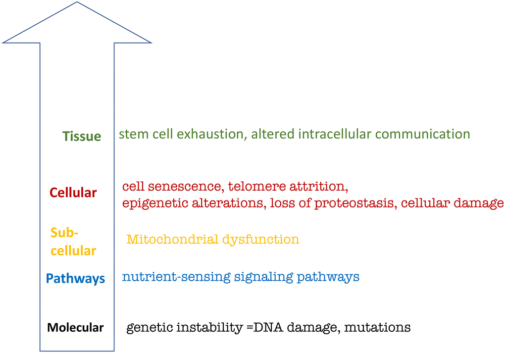 Hierarchical representation of the hallmarks of aging based on López-Otín et al. See text for explanation.