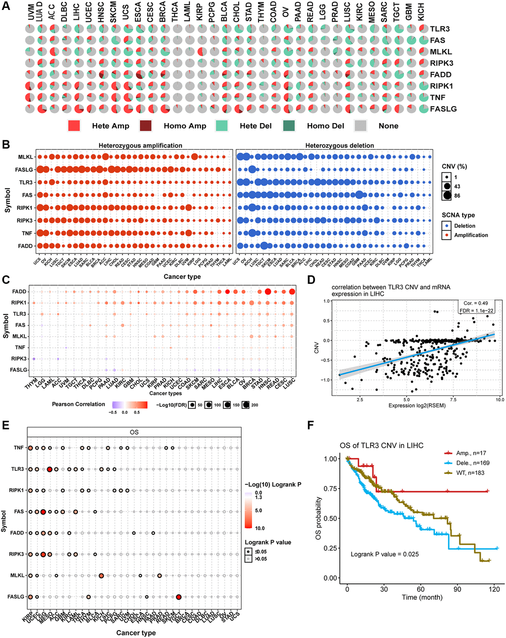 Copy number variation (CNV) analysis of necroptosis-related regulators. (A) CNV pie plot showing the constitute of Heterozygous/Homozygous CNV of necroptosis-related regulators in different cancers. Hete Amp, heterozygous amplification; Homo Amp, homozygous amplification; Hete Del, heterozygous deletion; Homo Del, homozygous deletion; None, no CNV. (B) Heterozygous CNV plot showing the percentage of heterozygous amplification (red bubble) and deletion (blue bubble) of necroptosis-related regulators in different cancers. The bubble size is positively correlated with percentage. (C) The association between CNV level and mRNA expression of necroptosis-related regulators in different cancers. Blue bubble and red bubble represent negative and positive correlations, respectively. The deeper the color, the stronger the correlation. Bubble size is positively correlated with the FDR significance. (D) Scatter plot showing the correlation between TLR3 CNV and its mRNA expression in LIHC. (E) CNV survival analysis of necroptosis-related regulators in different cancers. (F) Kaplan-Meier curve showing the survival difference between different CNV types and wild type of TLR3 in LIHC.