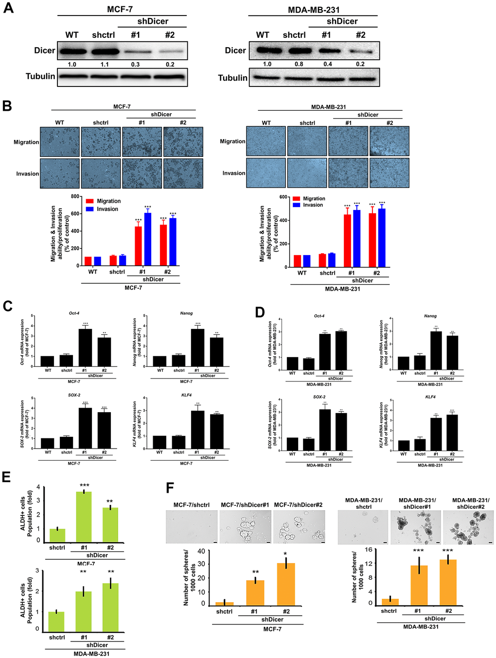 Dicer silencing enhances the migration/invasion, and CSCs properties of breast cancer cells. (A) The stable Dicer-silenced MCF-7 and MDA-MB-231 cells were analyzed through Western blotting. (B) The migration and invasion of the stable knockdown breast cancer cells were evaluated by performing cell migration and invasion assays, respectively. (C, D) qRT-PCR analysis of Oct-4, Nanog, SOX-2, and KLF4 in Dicer-knockdown MCF-7 and MDA-MB-231 cells. (E) Analysis of ALDH activity through flow cytometry to determine the subpopulation of CSCs properties. (F) Sphere formation assay to evaluate self-renewal and differentiation at the single-cell level in vitro in the present cells. Data are presented as the mean ± standard error mean of three independent experiments. *P 