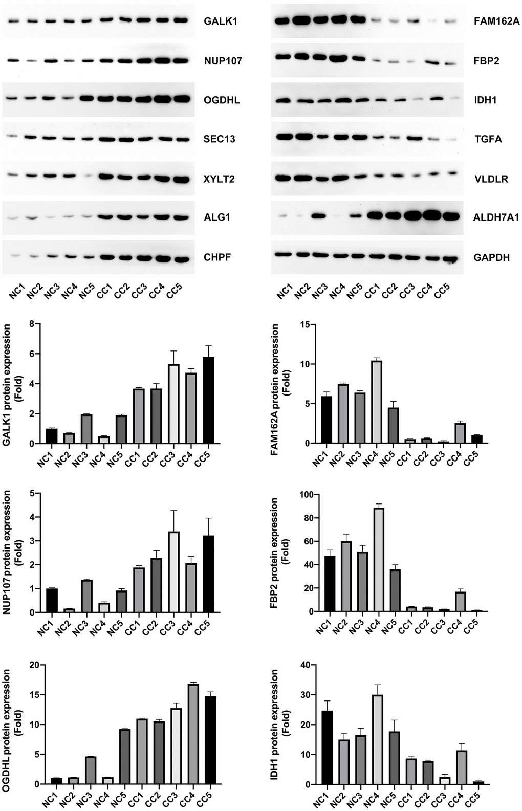 Model gene expression confirmed using western blotting.