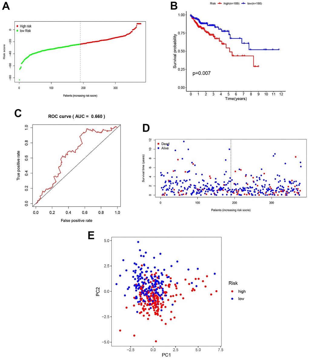 Validation of the efficacy of the gene model in TCGA samples. (A) CC patient distribution according to the median risk score. (B) Kaplan–Meier analysis between the low- and high-risk groups. (C) ROC analysis of the risk score. (D) The relationship between patient survival status and risk score. (E) PCA between the low- and high-risk groups.