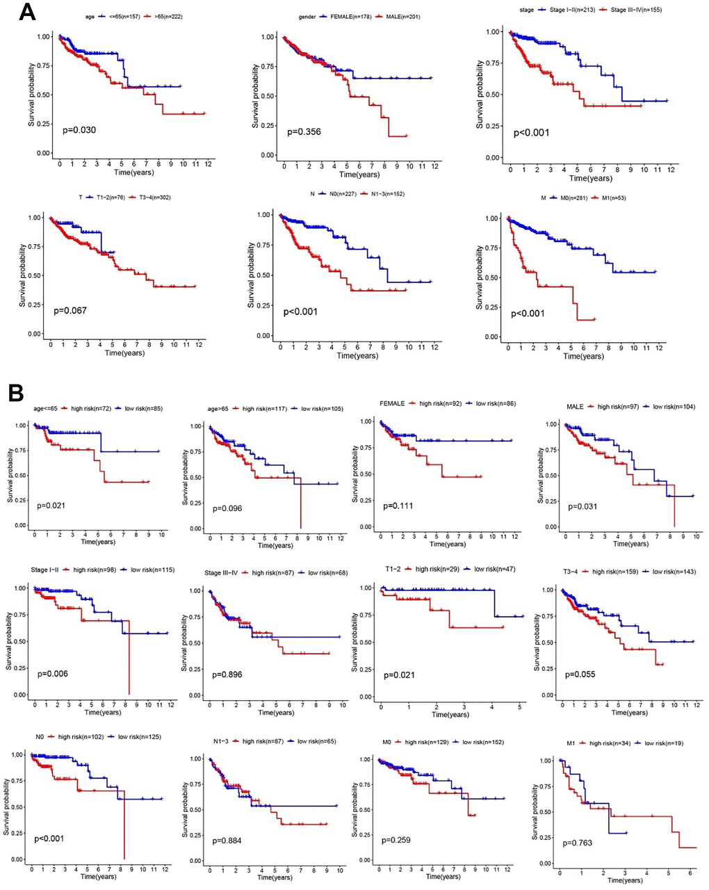 Clinical features and risk factors in the validation cohort. (A) Kaplan–Meier analysis of clinical features, including age, sex, TNM stage, T stage, N stage, and M stage. (B) Kaplan–Meier analysis of clinical features in low- and high-risk subgroups.