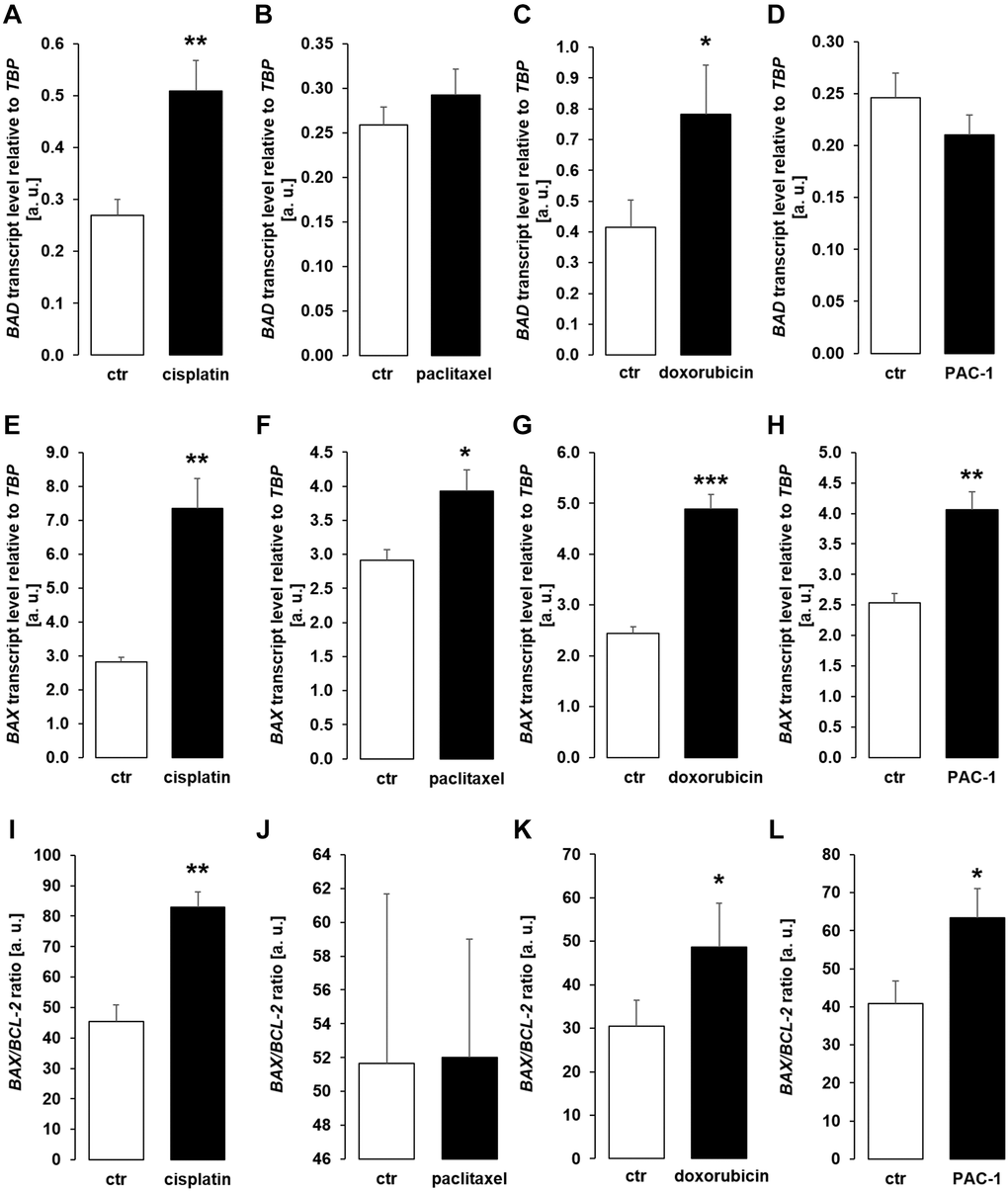 Cytotoxic agents and PAC-1 up-regulate apoptotic proteins BAD and BAX in MCDK cells. (A–D) Arithmetic mean ± SEM of BAD transcript levels relative to TBP in MDCK cells incubated for 24 h without or with 10 μM cisplatin (A; n = 5; paired t-test), 120 nM paclitaxel (B; n = 5, paired t-test), 300 nM doxorubicin (C; n = 5, paired t-test), or 10 μM PAC-1 (D; n = 6, paired t-test). (E–H) Arithmetic mean ± SEM of BAX transcripts relative to TBP in MDCK cells treated without or with 10 μM cisplatin (E; n = 5, Wilcoxon signed-rank test), 120 nM paclitaxel (F; n = 5, paired t-test), 300 nM doxorubicin (G; n = 5, Wilcoxon signed-rank test), or 10 μM PAC-1 (H; n = 6, paired t-test). (I–L) Arithmetic mean ± SEM of BAX to BCL-2 mRNA ratio in MDCK cells incubated for 24 h without or with 10 μM cisplatin (I; n = 5, paired t-test), 120 nM paclitaxel (J; n = 5, paired t-test), 300 nM doxorubicin (K; n = 5, paired t-test), or 10 μM PAC-1 (L; n = 6, paired t-test). *p **p ***p 