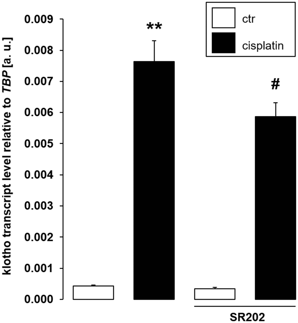 Selective PPARγ antagonist SR-202 blunts cisplatin-dependent αklotho gene expression in MDCK cells. Arithmetic mean ± SEM of αklotho transcripts relative to TBP in MDCK cells treated with 3 μM cisplatin or vehicle control in the absence (left bars) or presence (right bars) of 200 μM PPARγ antagonist SR-202 for 24 h (n = 8, repeated measures ANOVA followed by Dunnett post hoc test). **p st bar vs. 2nd bar), #indicates significant difference from the absence of PPARγ inhibitor SR-202 (2nd bar vs. 4th bar); Abbreviations: a. u.: arbitrary units; ctr: control.