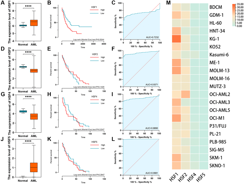 The expression level, diagnostic efficacy and prognostic significance of HSF family in acute myeloid leukemia (AML) based on data from the cancer genome atlas (TCGA) and the genotype–tissue expression (GETx) processed using the TOIL pipeline. The validation datasets were downloaded from the Gene Expression Omnibus (GEO), and Cancer Cell Line Encyclopedia (CCLE). (A–C) The expression level, diagnostic efficacy and prognostic significance of HSF1 in AML. (D–F) The expression level, diagnostic efficacy and prognostic significance of HSF2 in AML. (G–I) The expression level, diagnostic efficacy and prognostic significance of HSF4 in AML. (J–L) The expression level, diagnostic efficacy and prognostic significance of HSF5 in AML. (M) The expression level of HSFs examined in leukemia cell lines. ****P 