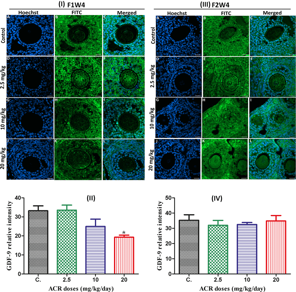 (I) Effect of developmental ACR exposure on immunolocalization of ovarian GDF-9 localization in AF1 treated groups compared to control CF1. Normal control CF1 females (A–C). Immunolocalization of GDF-9 protein in AF1 females treated with the dose of 2.5 mg/kg (D–F), 10 mg/kg (G–I), and 20 mg/kg (J–L). (II) CYP19 relative intensity in 4-week-old AF1 females compared with control CF1. (III) Effect of developmental ACR exposure on immunolocalization of ovarian GDF-9 localization in AF2 treated groups compared to control CF2. The normal control CF2 females (A–C), immunolocalization of GDF-9 protein in AF2 females treated with the dose of 2.5 mg/kg (D–F), 10 mg/kg (G–I)), and 20 mg/kg (J–L). (IV) The GDF-9 relative intensity in 4-week-old AF2 females compared with control (CF2). Sections of the ovary was performed by immunofluorescence using specific GDF-9 antibody stained with FITC (green), and cell nuclei were stained with Hoechst (blue). Scale bar = 20 μm.