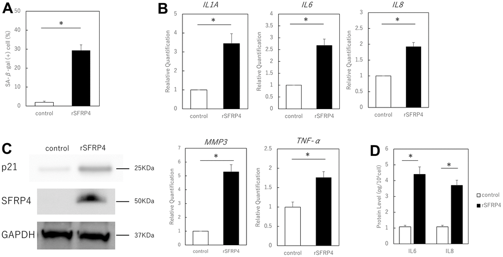 Effect of recombinant SFRP4 (rSFRP4) on SASP. (A) Comparison of the percentage of SA-β-gal-positive cells. rSFRP4 treatment increased SA-β-gal expression in proliferating cells. (B) RT-PCR analysis of the SASP gene expression. GAPDH was used as the housekeeping gene. (C) ELISA for protein expression of IL6 and IL8. (D) Western blot analysis of the effects of SFRP4 administration on confirmation and senescence. rSFRP4 treatment was observed to increase SASP at the mRNA and protein levels. rSFRP4; recombinant SFRP4. *; P 