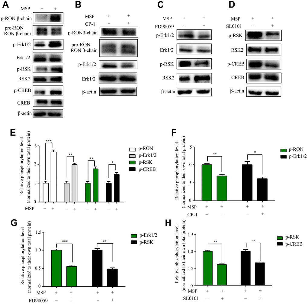 Effect of MSP on RON phosphorylation and activation of downstream signal molecules. 5637 cells (2 × 106 cells per 60-mm culture dish) were incubated in RPMI-1640 containing 1% FBS overnight and then stimulated for 30 mins with MSP (5nM). Western blot analysis measured the effects of MSP on the phosphorylation levels of RON, Erk1/2, RSK2 and CREB (A). 5637 cells (2 × 106 cells per dish) in RPMI-1640 with 1% of FBS were first treated with Small chemical inhibitors specific to RON (CP-1, 300 nM) (B), Erk1/2 (PD98059, 150 μM) (C), and RSK (SL0101, 50μM) (D) for 12 h, respectively, followed by stimulation with MSP (5nM). Cells were collected 30 mins after stimulation. Phosphorylated RON, Erk1/2, RSK2 and CREB were directly detected by Western blot analysis, respectively. Non-phosphorylated proteins were also determined as the loading controls. (E–H), Quantitative analysis, *P