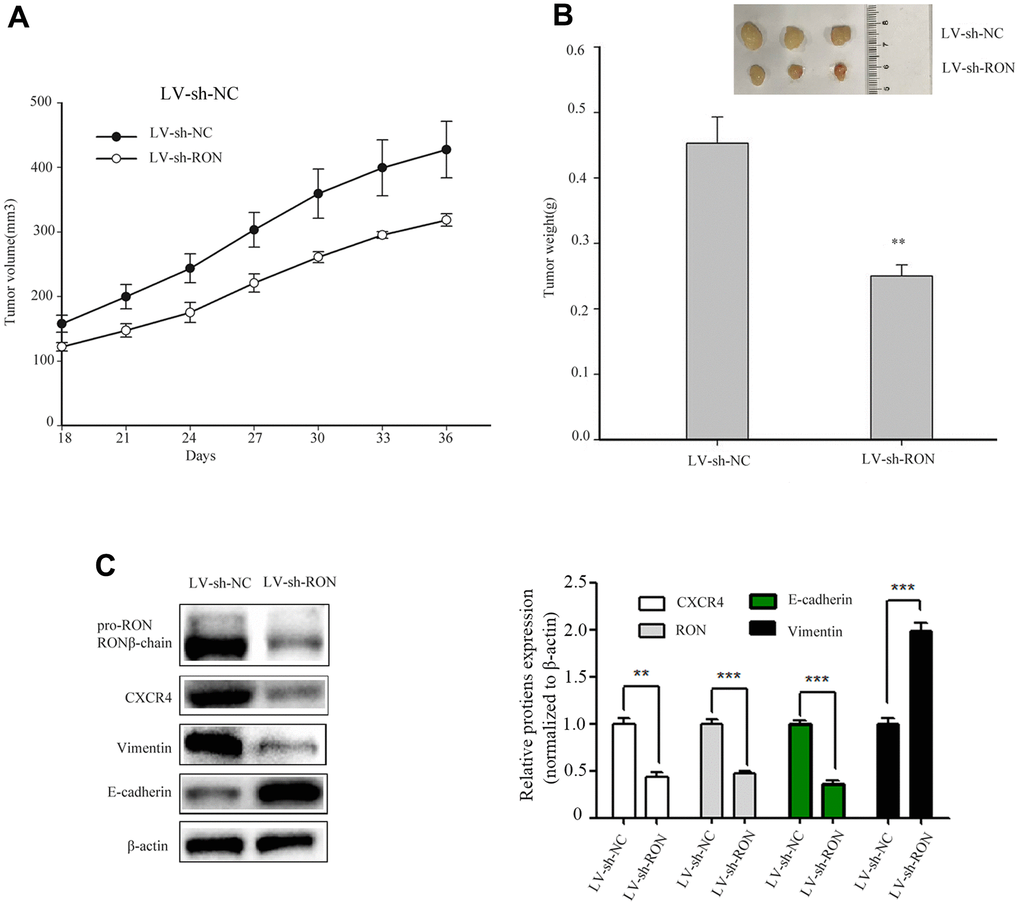 Down-regulation of RON inhibits tumorigenesis in vivo and reduces CXCR4 expression in vivo. Representative images of xenograft tumor formation were shown in the LV–shRON group and LV–shNC group in nude mice. RON knockdown reduced the tumor volume and tumour weight in nude mice. The tumor volume growth curve was significantly inhibited in the LV–shRON group (A), and the average tumor weights were markedly lower, as compared with those in the LV–shNC group (B), Furthermore, the CXCR4, E-cadherin and Vimentin proteins expression was significantly decreased or increased compared with controls (C). All data are shown as means ± SEM, **P 