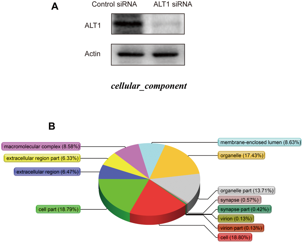 (A) Western blot analysis of ALT1 knockdown efficacy before iTRAQ detection. (B) Cellular components.