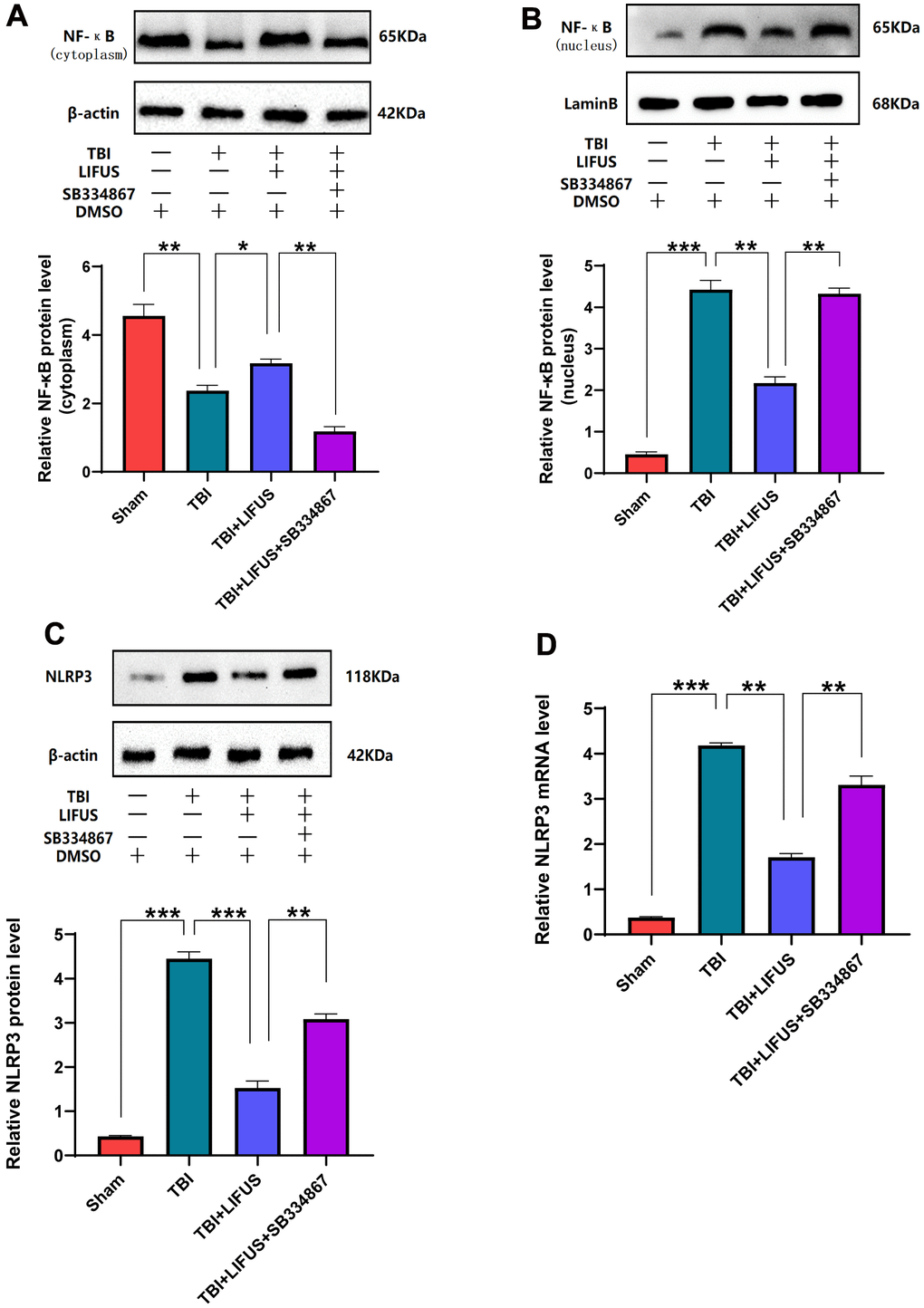 Low-intensity focused ultrasound (LIFUS) inhibited the activation of NF-κB (nuclear factor κB) and nucleotide-binding domain-like receptor protein 3 (NLRP3) inflammasome after traumatic brain injury (TBI) by orexin-A (OX-A). (A) NF-κB protein levels in the cytoplasm. (B) NF-κB protein levels in the nucleus. (C) Protein levels of NLRP3. (D) NLRP3 corresponding mRNA levels (n=6, SD; *P 