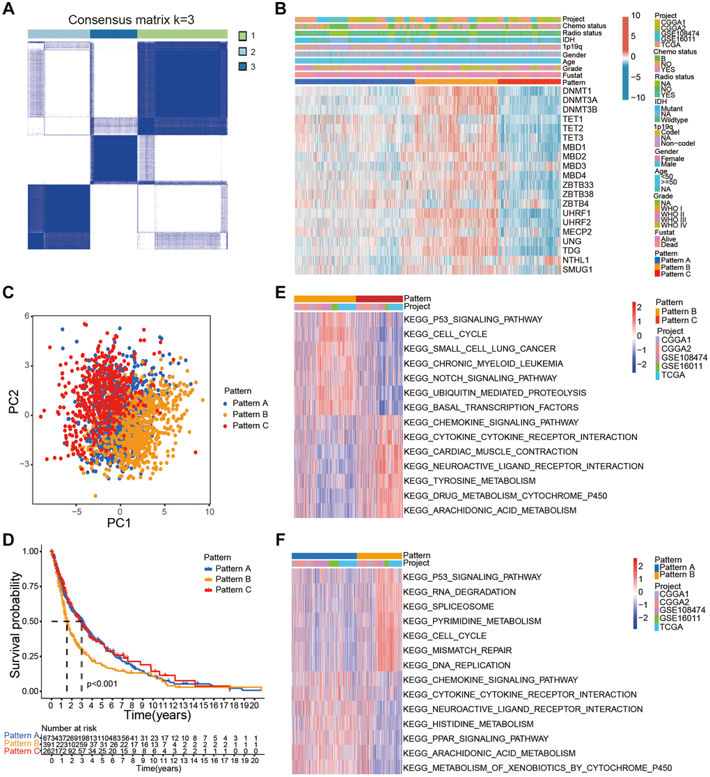 Characterization of distinct DNA methylation modification patterns in the gathered glioma cohort. (A) Consensus clustering matrix of the gather glioma cohort for k = 3. (B) Unsupervised clustering of 20 DNA methylation regulators in the gather glioma cohort. The glioma samples were annotated according to the DNA methylation regulator patterns, glioma grades, 1p19q codeletion status, and IDH status. (C) PCA confirmed three distinct patterns based on the expression of the 20 DNA methylation regulator in 2228 glioma samples. (D) Kaplan-Meier survival curve analysis showed the OS of glioma samples belonging to the three DNA methylation regulator patterns based on gather glioma cohorts. (E, F) GSVA analysis shows relatively enriched hallmark gene sets among the three patterns.