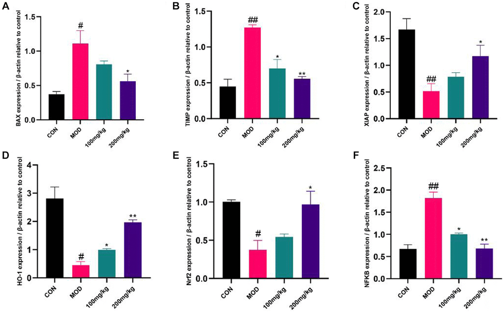 Expression of apoptosis, inflammatory factors and anti-apoptotic markers in liver. The liver tissue was shredded with liquid nitrogen to extract cDNA and transcribed into mRNA. The expression levels of BAX, TIMP, XIAP, HO-1, Nrf2 and NF-κB were detected by QRT-PCR. (A) The mRNA level of BAX. (B) The mRNA level of TIMP. (C) The mRNA level of XIAP. (D) The mRNA level of HO-1. (E) The mRNA level of Nrf2. (F) The mRNA level of NF-κB. #p ##p *p **p 